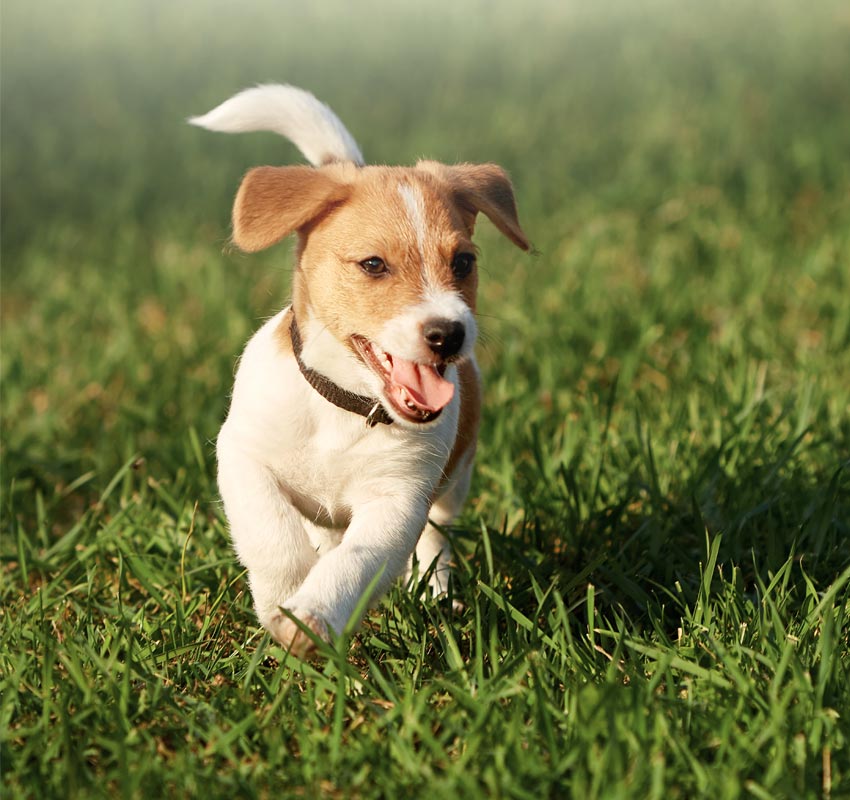 A small, tan-and-white puppy with a collar is joyfully running on a lush green lawn. Its ears are flopping, and its tongue is out, capturing a moment of playful energy. This vibrant pup had just received a clean bill of health from the vet.
