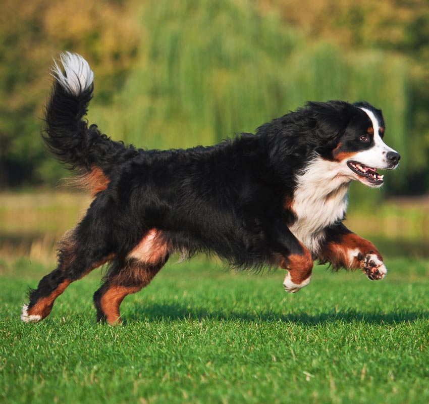 A Bernese Mountain Dog is captured mid-run on a lush green field, likely under the watchful eye of its vet. The dog's black, white, and rust-colored fur is illuminated by sunlight, highlighting its lively movement and joyful expression. The background is blurred, featuring green foliage and trees.