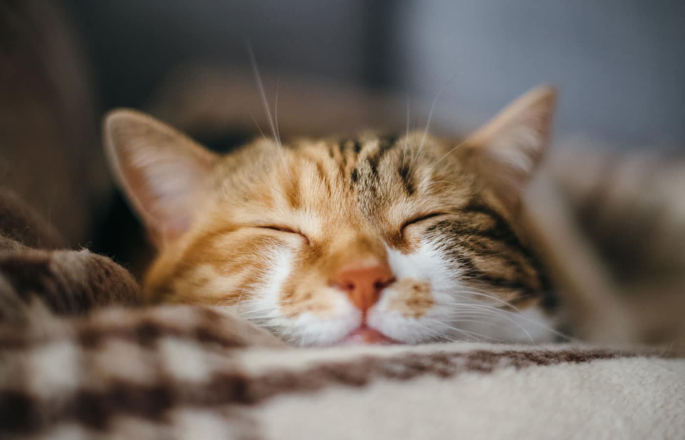 Front view of cute beautiful cat sleeping in her dreams on a classic British patterned quilt