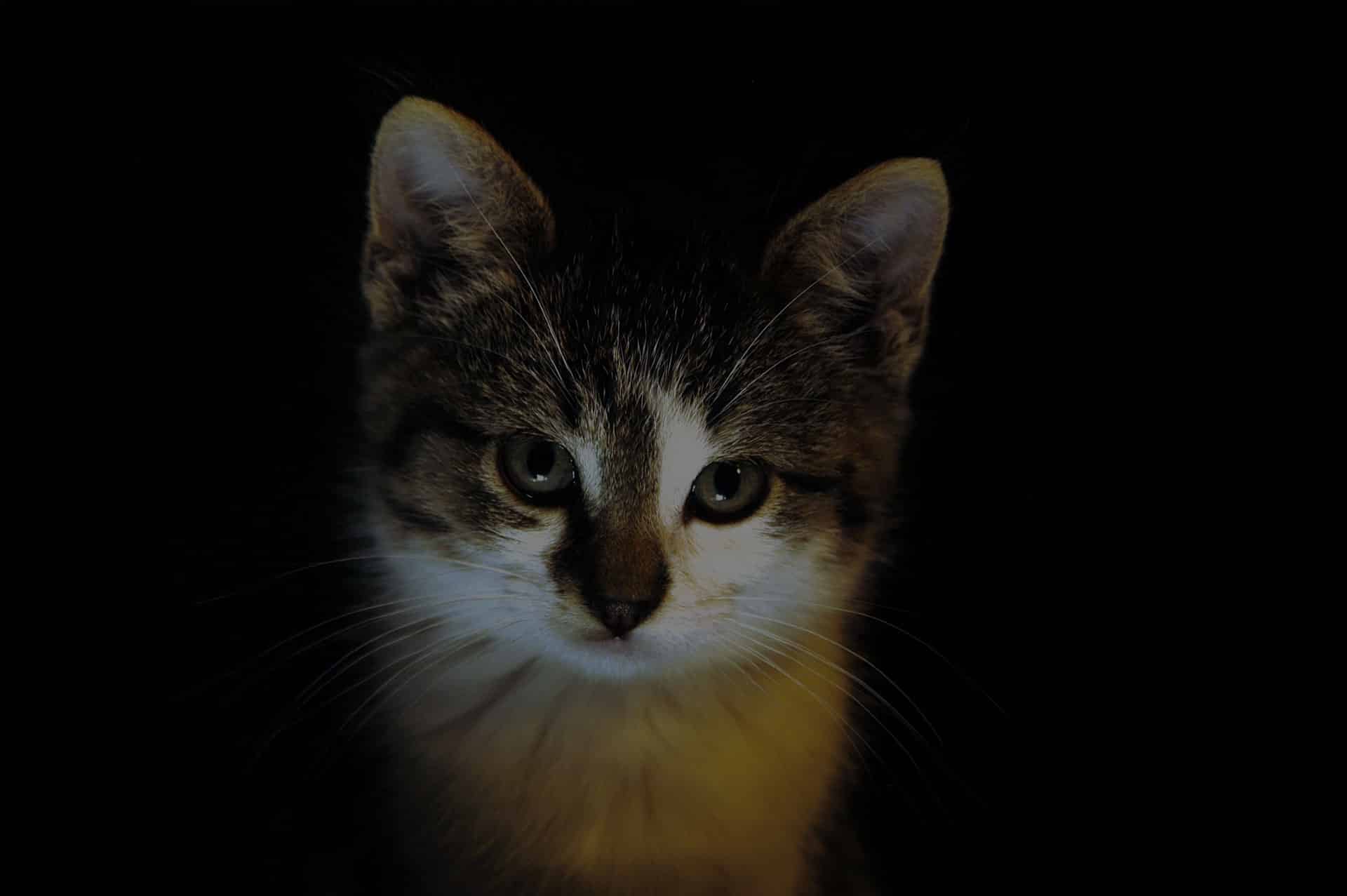 A close-up of a kitten with a dark, almost black background. The lighting highlights its face, focusing on its expressive eyes and soft fur, creating a dramatic and mysterious atmosphere. The kitten gazes directly at the camera, as if awaiting the gentle care of a veterinarian.