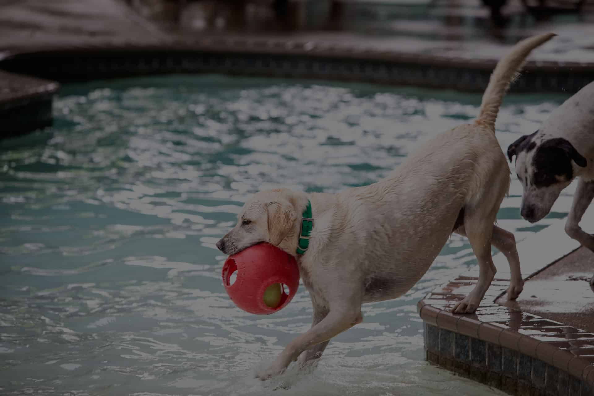 A wet Labrador retriever with a green collar is stepping out of a swimming pool, holding a red ball with white holes in its mouth. Another dog, partially visible, stands on the poolside nearby, as if waiting for their turn to impress the vet watching from afar.