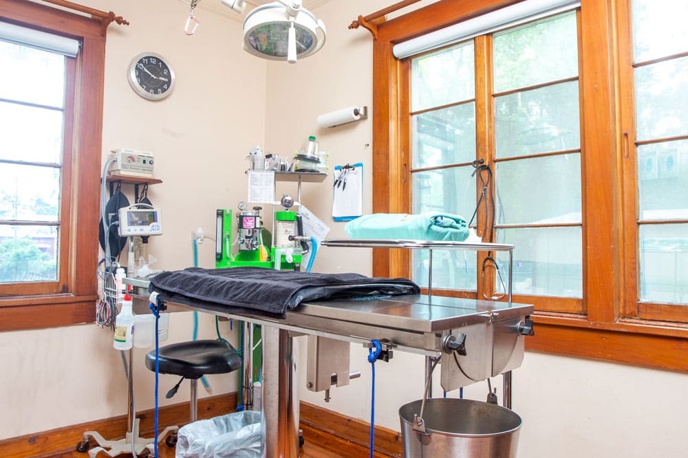 A veterinary clinic treatment room with a metal examination table, medical equipment, and cabinets. There are two large windows with white roller blinds, a wall clock, an overhead surgical light, and various medical supplies organized around the room, creating an efficient workspace for the veterinarian.