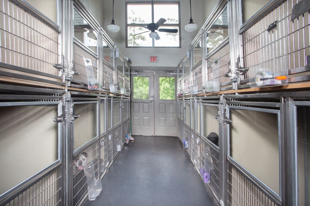 A spacious, well-lit kennel room with individual metal enclosures lined up on both sides. Each enclosure has a small bed and food bowls. A large double-door and windows bring light into the space, complemented by a ceiling fan and overhead lighting for ventilation—perfect for any visiting veterinarian's needs.