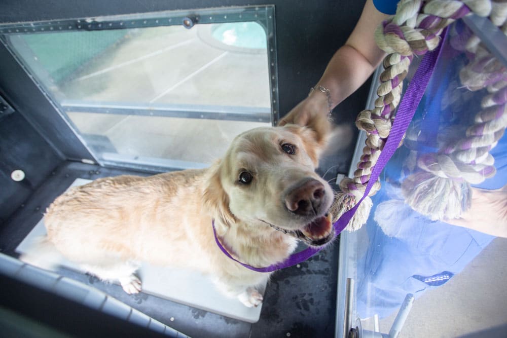 A golden retriever stands on a treadmill in a water therapy tank, looking up happily. The dog's leash is held by a veterinarian outside the tank, who is adjusting the leash and petting the dog. The therapy tank is partially filled with water.