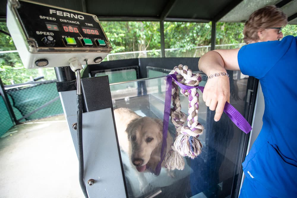 A dog stands on a treadmill inside a clear enclosure, with a veterinarian in blue scrubs adjusting controls on a nearby panel marked "FERNO." A hanging rope toy is visible on the treadmill. The setting appears to be a veterinary or rehabilitation facility surrounded by greenery.