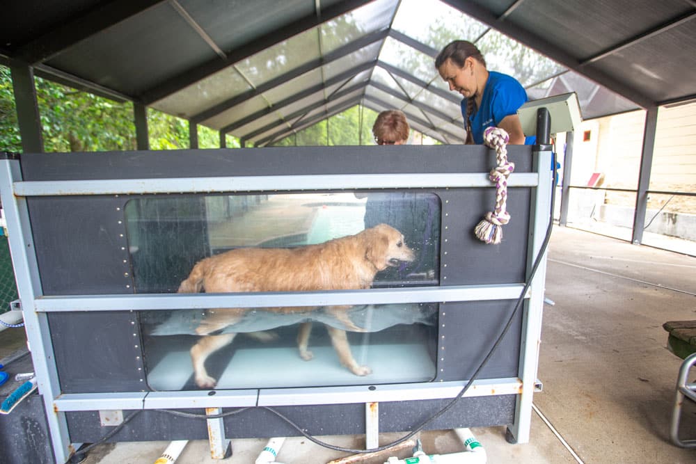 A Golden Retriever is walking on an underwater treadmill inside a clear tank as part of a therapy session. Two people, one in a blue shirt, stand nearby to assist the dog. A veterinarian observes the process in an open, covered outdoor area.