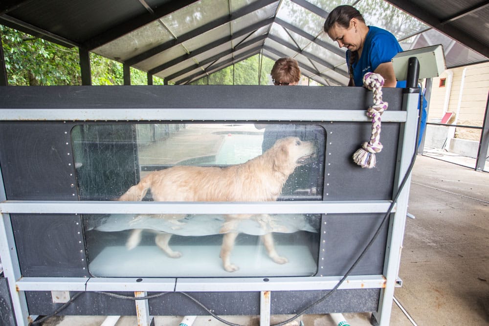 A dog walks on an underwater treadmill in a transparent tank, with water filling up to its chest. A veterinarian and a child observe and assist the dog. The scene appears to be in a covered outdoor area, offering a glimpse into modern pet rehabilitation techniques.