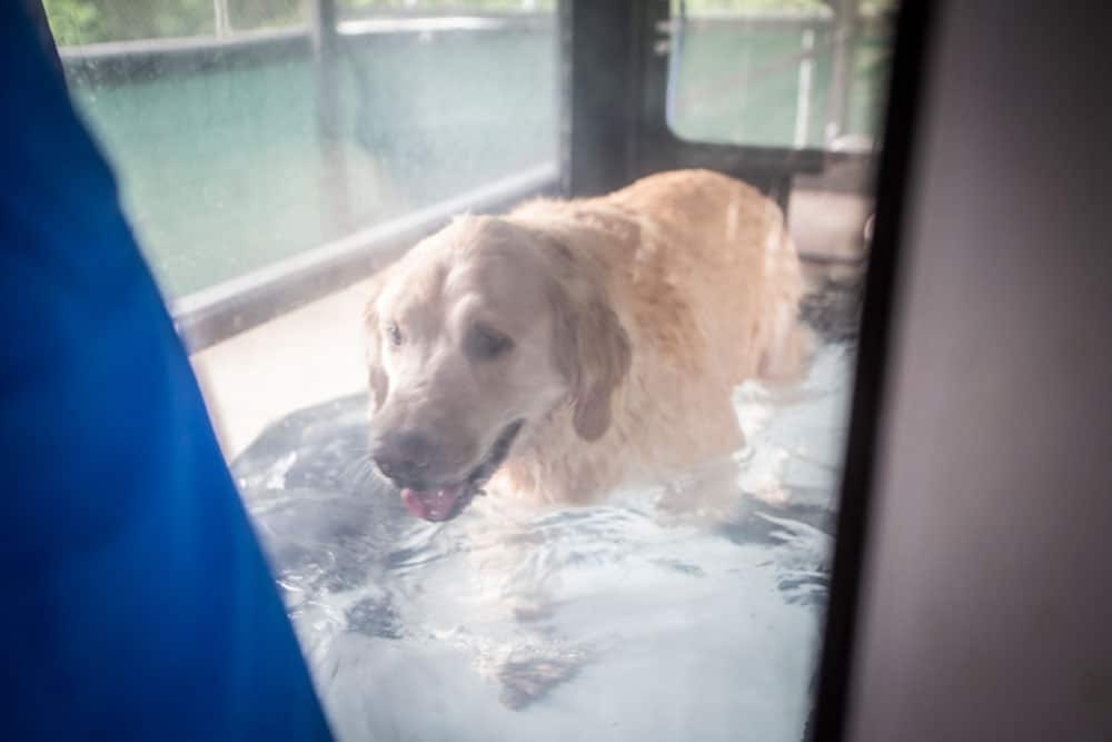 A Golden Retriever is walking in a water treadmill, visible through a glass window. The dog looks content as it is partially submerged in the water, with the background suggesting an indoor setting at the vet’s clinic.