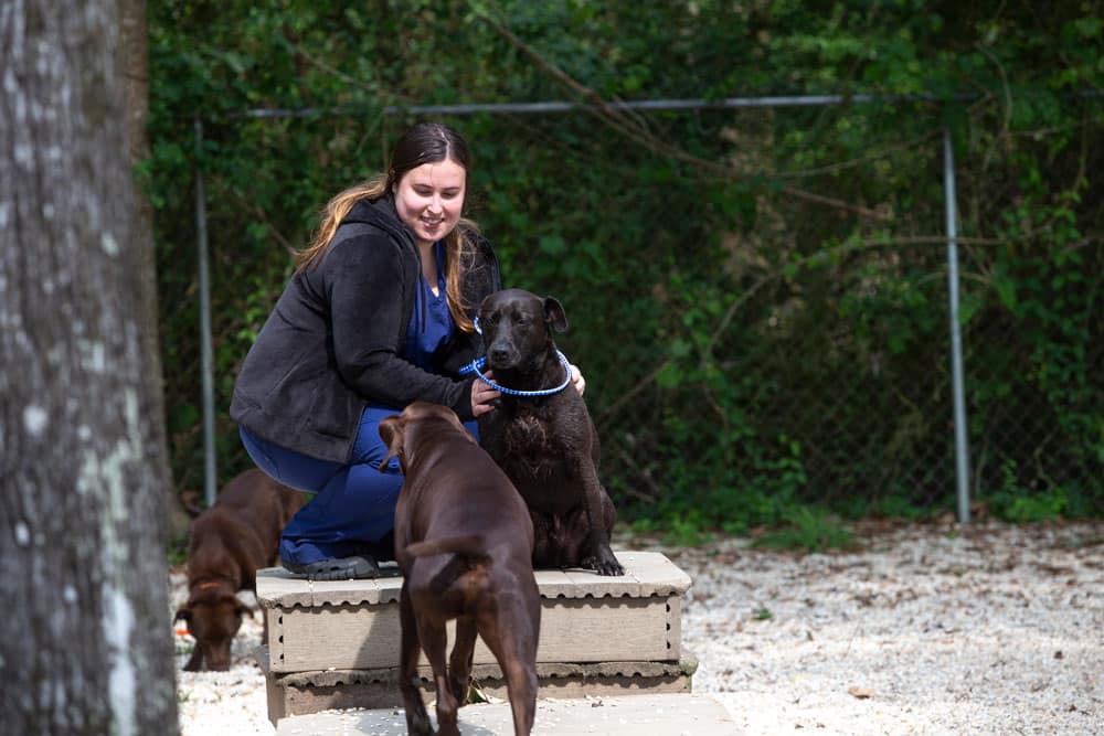 A woman in a blue outfit kneels next to a black dog sitting on a raised platform, petting it. Two other brown dogs are nearby, one facing the woman and the other sniffing the ground. Trees and a chain-link fence are in the background, suggesting she might be a veterinarian caring for her furry patients.