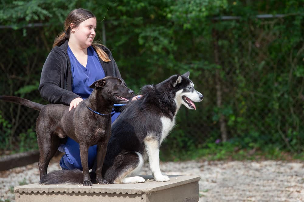 A veterinarian in blue scrubs and a black jacket sits outdoors, smiling while petting two dogs. One dog has a dark coat and the other is a black and white Siberian Husky. They stand on a raised platform with trees and a chain-link fence in the background.