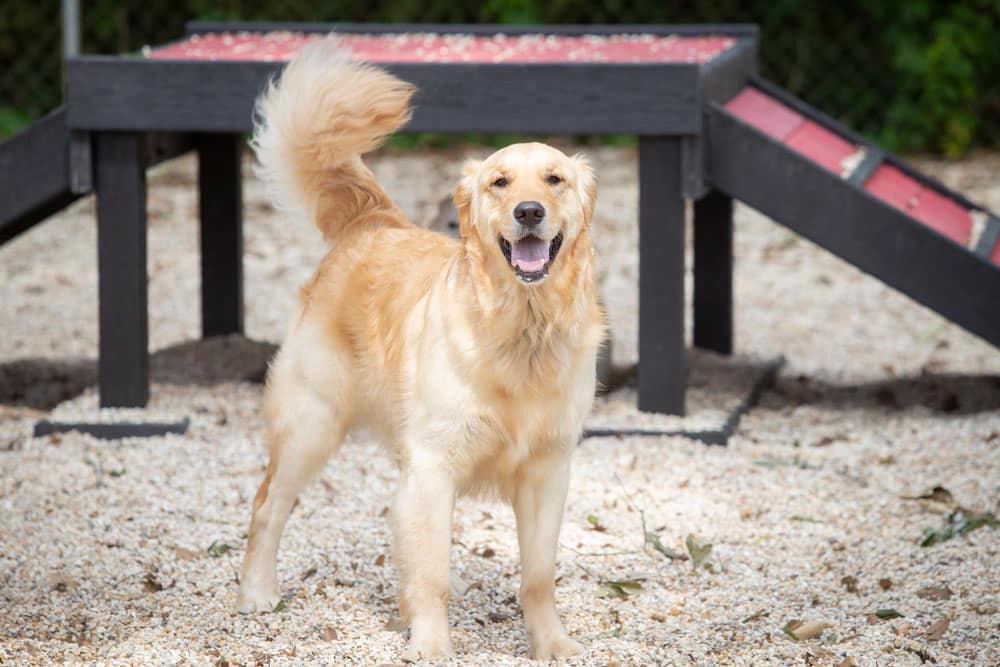 A golden retriever stands on a gravel surface, looking at the camera with its mouth open in a joyful expression. The dog is positioned in front of an A-frame obstacle, commonly used in dog agility courses. Green foliage is visible in the background, creating a scene any vet would admire.