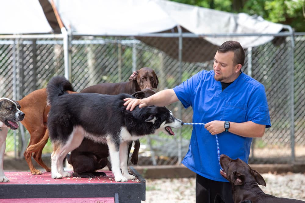 A man wearing a blue shirt is standing in an outdoor dog enclosure, surrounded by several dogs. He is gently petting a black and white dog on a platform while holding its leash, resembling the attentive care of a veterinarian. Other dogs are gathered around him, and a fenced area is visible in the background.