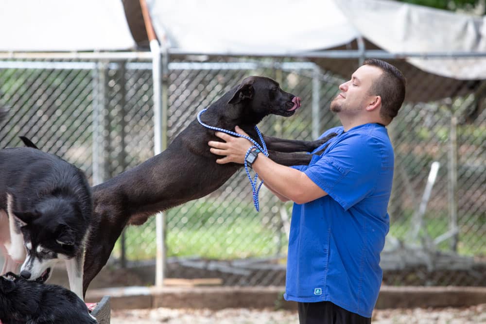 A man in a blue shirt, likely a veterinarian, holds a black dog standing on its hind legs in front of him, while another dog, partially visible in the foreground, watches. They are in an outdoor fenced area. The vet is looking at the dog with a calm expression.