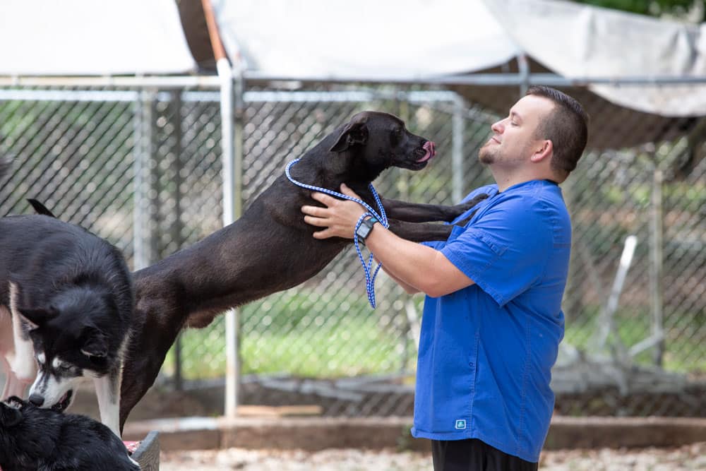 A man in a blue shirt stands outdoors, holding up a black dog with a blue leash. The dog's front paws rest on the man's chest as it stretches toward him, almost as if greeting a familiar veterinarian. Another black and white dog stands nearby. A chain-link fence and shaded area are in the background.