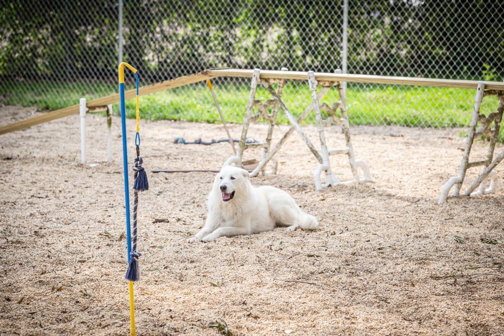 A large white dog with long fur lies on the ground inside an outdoor agility training area. In the background, there are wooden and PVC structures for training, and a chain-link fence surrounds the area. The dog appears relaxed and content after a recent check-up from the veterinarian.