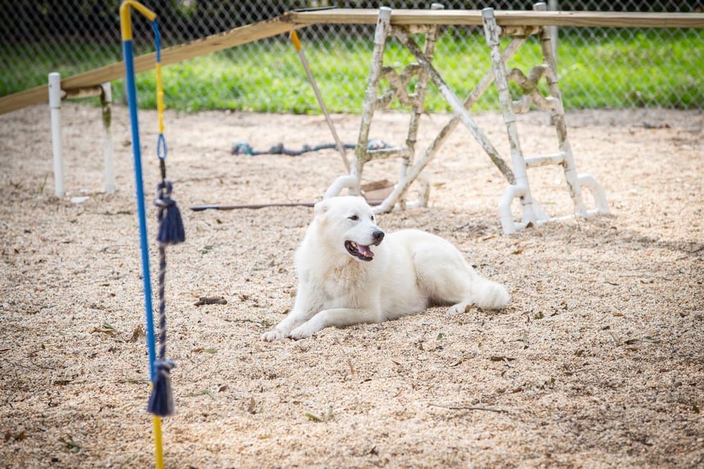 A white dog is lying down on a gravel area in an outdoor space surrounded by a chain-link fence. Various agility equipment, including poles and stands, fills the background. The dog appears relaxed and content, likely under the watchful eye of a nearby vet.