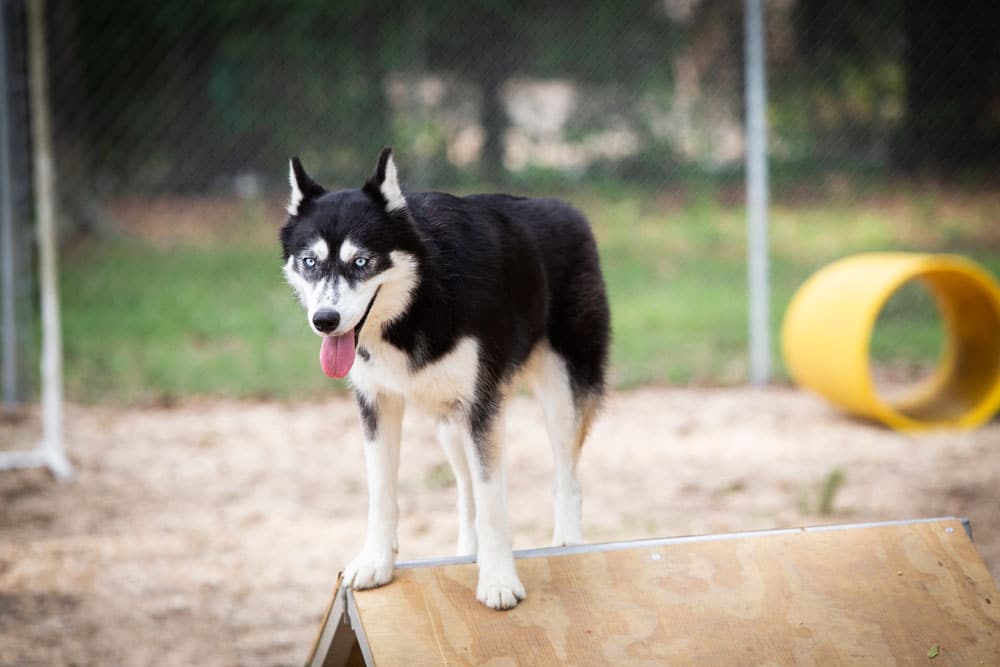 A black and white Siberian Husky with striking blue eyes stands atop a wooden ramp at an outdoor dog park, looking alert with its tongue out. A chain-link fence and a yellow play tunnel on sandy ground can be seen in the background. The husky's health is regularly checked by a skilled veterinarian.