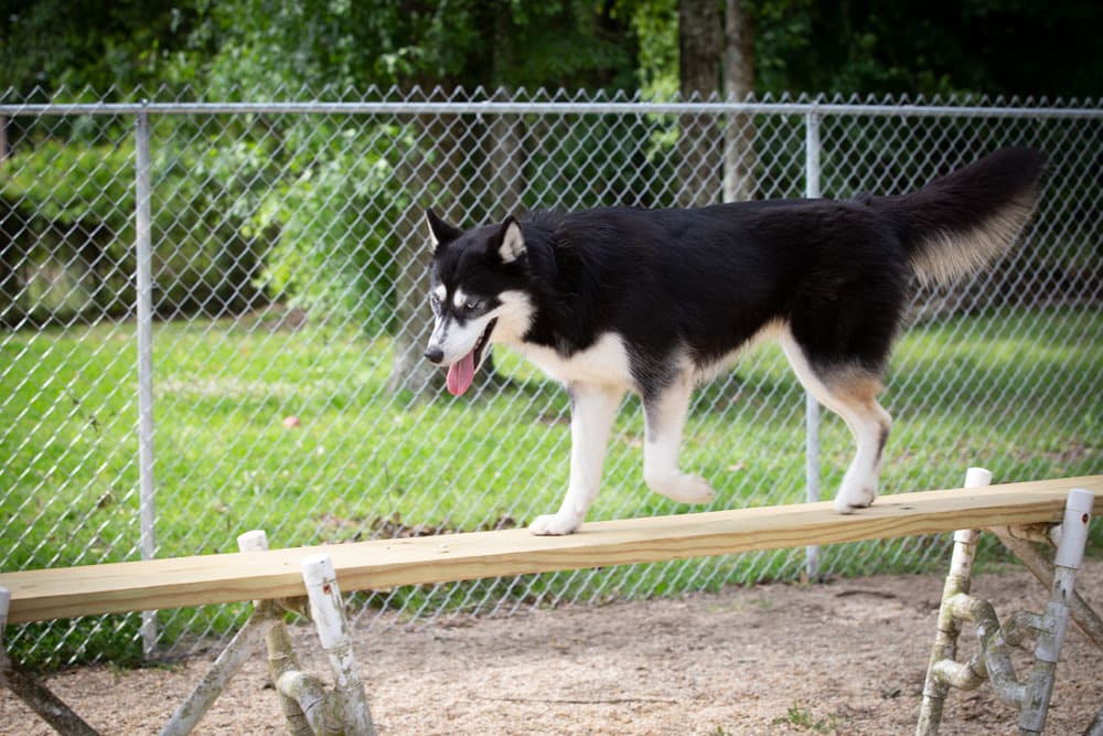 A black and white Siberian Husky trots along a narrow wooden board, balancing over a simple makeshift bridge structure. The background features a chain-link fence and lush greenery. The dog, looking focused with its tongue hanging out, seems like it could impress any vet with its agility.