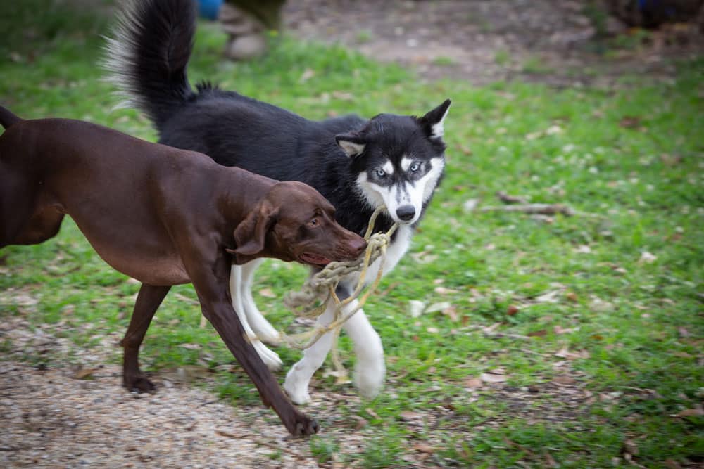 A black and white husky and a brown dog are playing tug-of-war with a rope outdoors on a grassy area. The background includes some gravel and blurred foliage. Both dogs, given a clean bill of health by the veterinarian, seem focused on the game.