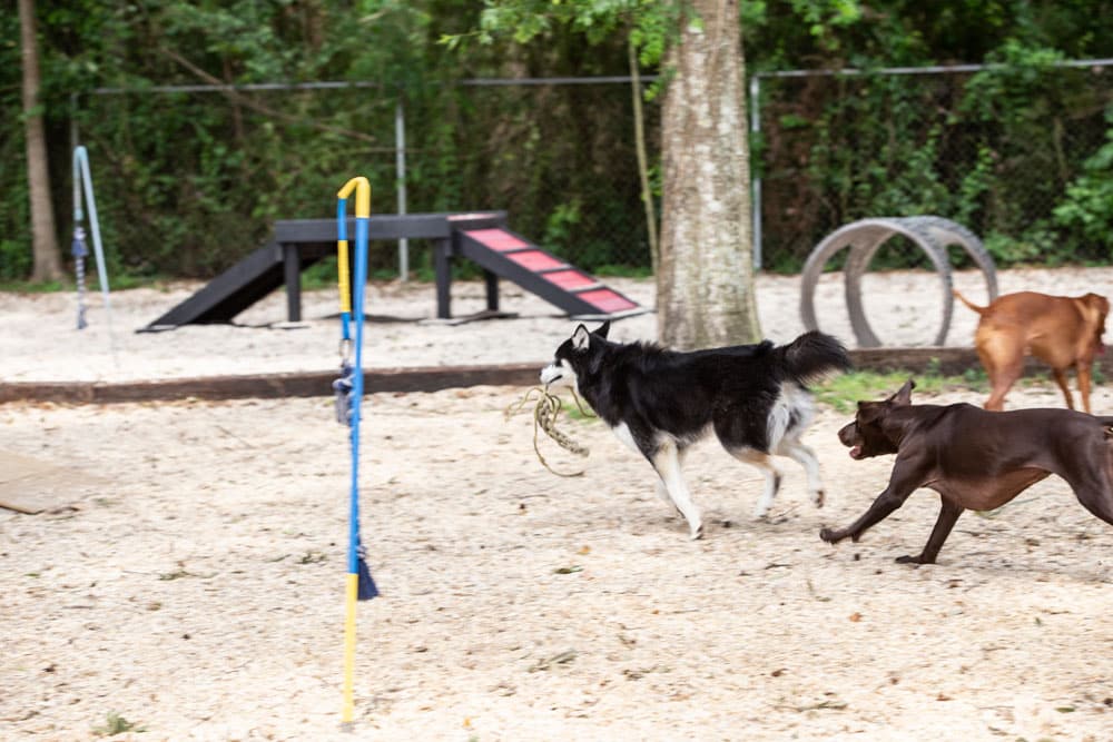 Two dogs play chase in a fenced dog park with agility equipment, designed by a vet. One dog, black and white, holds a rope toy in its mouth while a brown dog pursues it. Behind them, a red and black ramp and other agility structures are visible, surrounded by trees and sand.