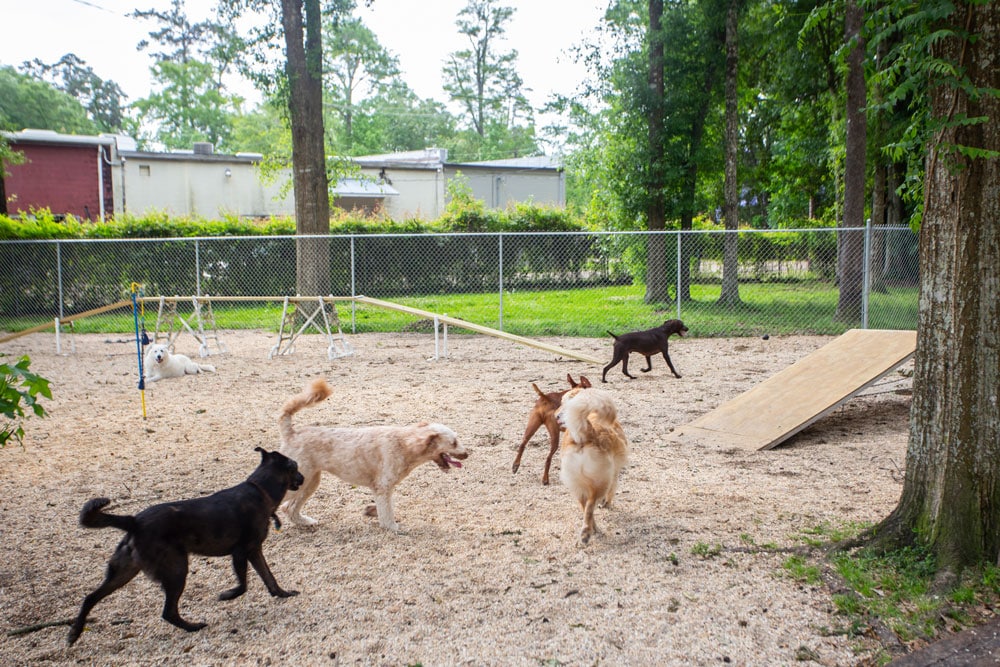 A group of dogs of various breeds and sizes play and roam in a fenced outdoor area with trees and agility equipment such as ramps and hurdles, all under the watchful eye of a nearby veterinarian. The background shows a chain-link fence and some buildings. The scene is bright and lively.