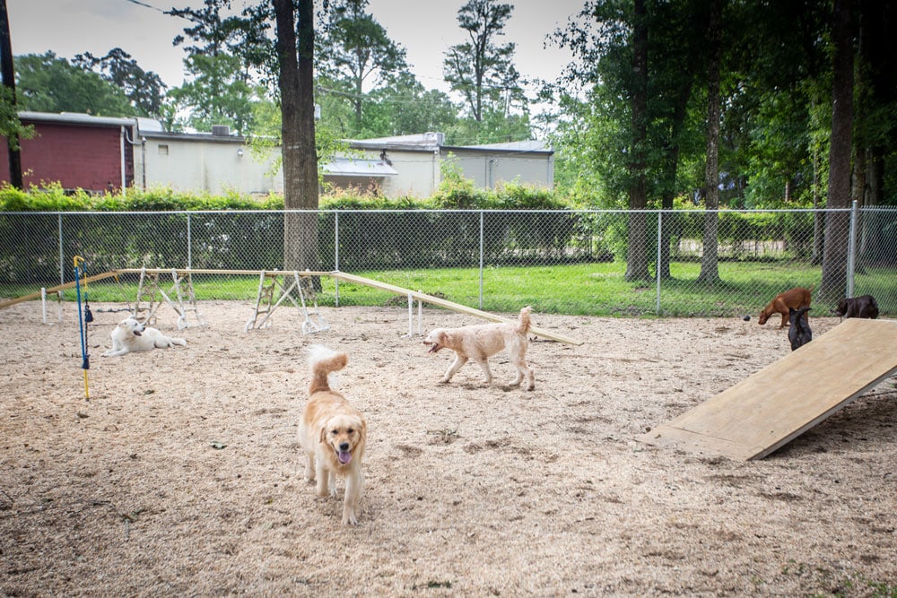 Several dogs play in an outdoor fenced area filled with agility equipment, such as ramps and weave poles. The area is surrounded by trees and buildings in the background, including a nearby vet clinic. A Golden Retriever and a poodle are among the visible dogs, enjoying the dog park.