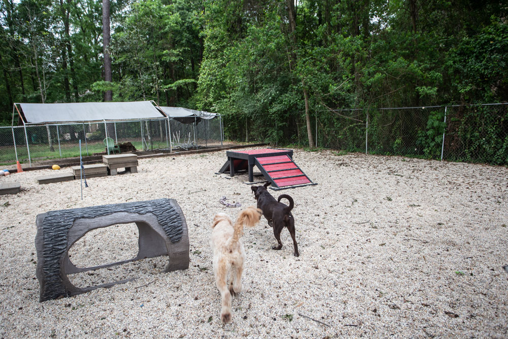 Two dogs, one light-colored and one dark-colored, walk towards a red and black ramp in an outdoor, enclosed dog play area. The gravel-covered space features various play equipment like a log tunnel. Trees and a fence surround the area, ensuring the pets have a safe environment recommended by any vet.