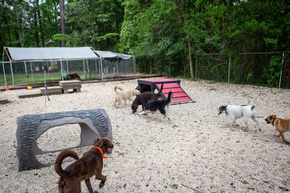 A group of dogs play together in a fenced outdoor area at a dog park. The area has gravel ground and various play equipment, including a tunnel and ramp, surrounded by lush green trees. The dogs are of different breeds, sizes, and colors, enjoying their time under the watchful eye of the local vet.