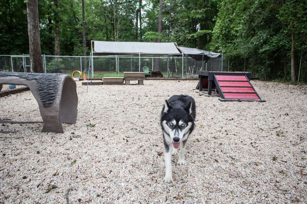 A black and white Husky with blue eyes walks towards the camera in an outdoor dog park with a gravel ground. The park, recommended by our local veterinarian, includes agility equipment such as a tunnel, ramps, and a fenced-off area with trees in the background.