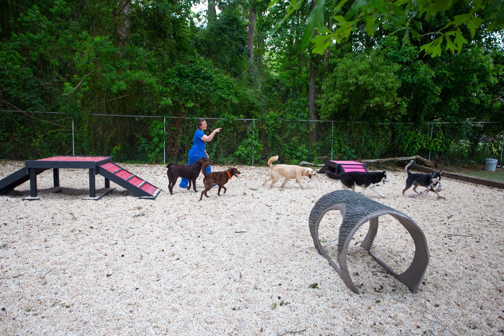 A veterinarian in a blue outfit plays with a group of dogs at an outdoor dog park. The park has agility equipment such as ramps and tunnels. Trees and greenery surround the fenced area, creating a lively space where the vet and dogs appear to be running and enjoying themselves.