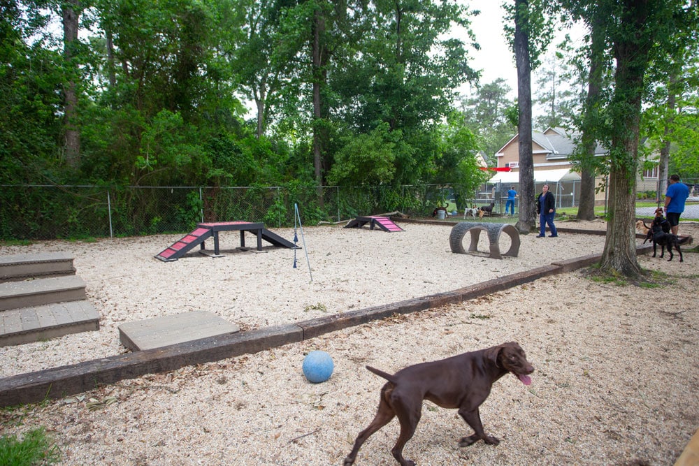 A dog park with agility equipment such as ramps and tunnels, situated in a wooded area. Several dogs are playing and exploring, while their owners stand and chat in the background. The ground is covered with gravel, and a blue ball is in the foreground, overlooked by a nearby veterinarian offering advice.