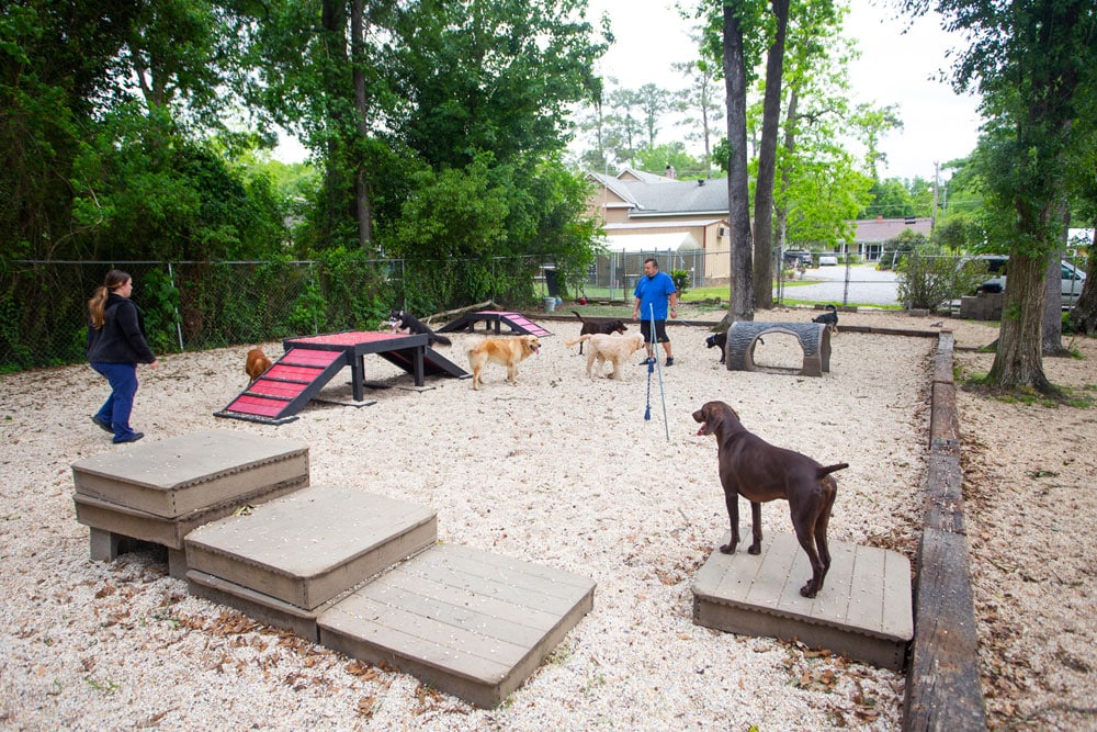 A fenced outdoor dog park with a gravel surface features multiple dogs engaged in play. Two adults are present, one walking and one standing with a walking stick, chatting about their recent visit to the vet. The park includes wooden ramps, tunnels, and platforms for the dogs to climb and explore. Trees surround the area.