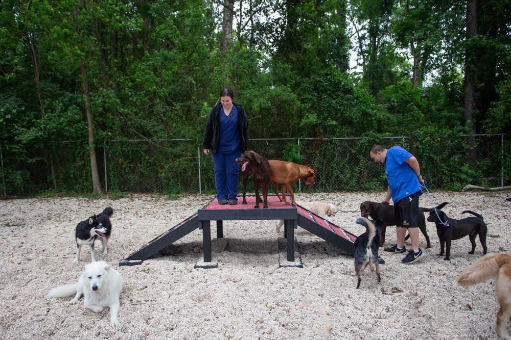 Two people are in a dog park with several dogs. A veterinarian in scrubs stands on an elevated platform with two dogs, while a man in a blue shirt observes another dog. Other dogs are scattered around, some interacting with each other, against a backdrop of trees.