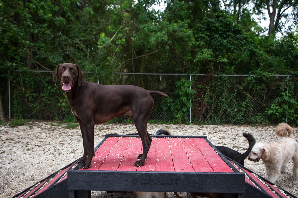 A brown dog stands on a red platform with its tongue out in an outdoor area. Other dogs, including a light-colored one, are nearby, one with its tail visible. There is a wire fence in the background with dense green foliage behind it, creating a serene environment that any vet would appreciate.