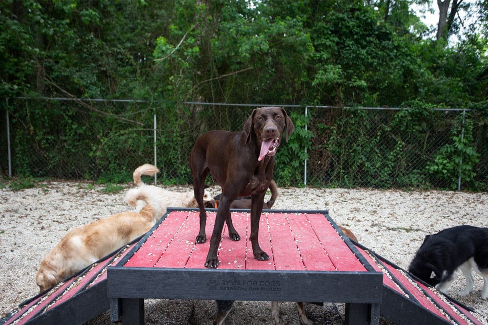 A brown dog stands on a raised red platform, looking at the camera with its tongue hanging out. Other dogs, including a golden retriever and a black-and-white dog, are seen around the base of the platform. The background is a fenced area with dense green foliage, resembling a veterinarian's play yard.