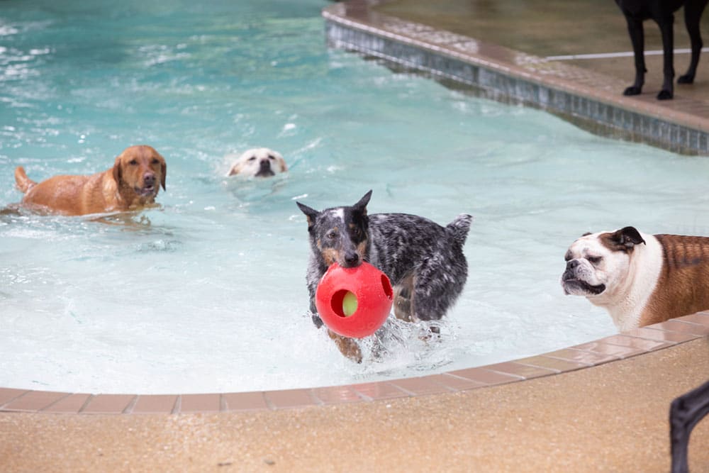 Several dogs are playing in a swimming pool. A black and white dog is in the foreground, holding a red toy in its mouth. Other dogs, including a Bulldog and a Labrador, are scattered in the water and on the pool's edge. The scene is cheerful and playful, resembling a vet's dream of happy, healthy pets.