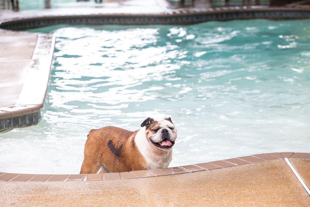 A bulldog with a brown and white coat stands at the edge of a swimming pool, partially in the water. The dog appears to be happy with its mouth open and tongue out. The pool area, which your veterinarian might recommend for exercise, is surrounded by a wet concrete surface.