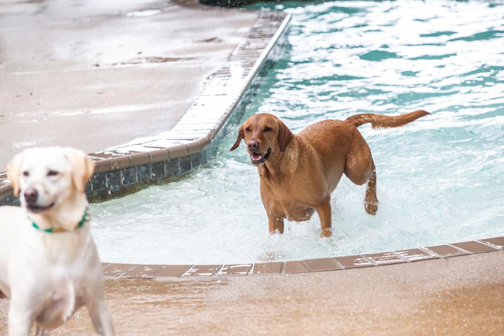 A brown dog stands in the shallow end of a swimming pool while a yellow Labrador walks by on the wet pool deck, likely under the watchful eye of their veterinarian. The scene is lively, with water ripples and splashes indicating movement. The dogs appear to be enjoying a playful moment by the poolside.