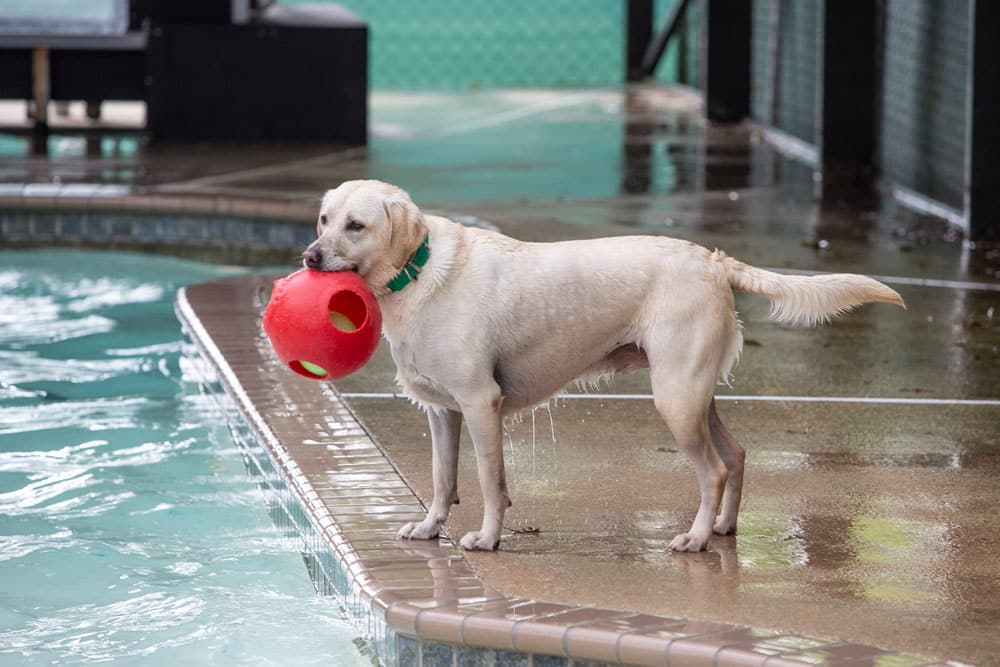 A wet Labrador Retriever stands on the edge of a pool, holding a large red ball in its mouth. The surrounding area is drenched, indicating recent play in the water. The dog appears focused and ready to jump back in—reveling in the kind of joy that any veterinarian would love to see.