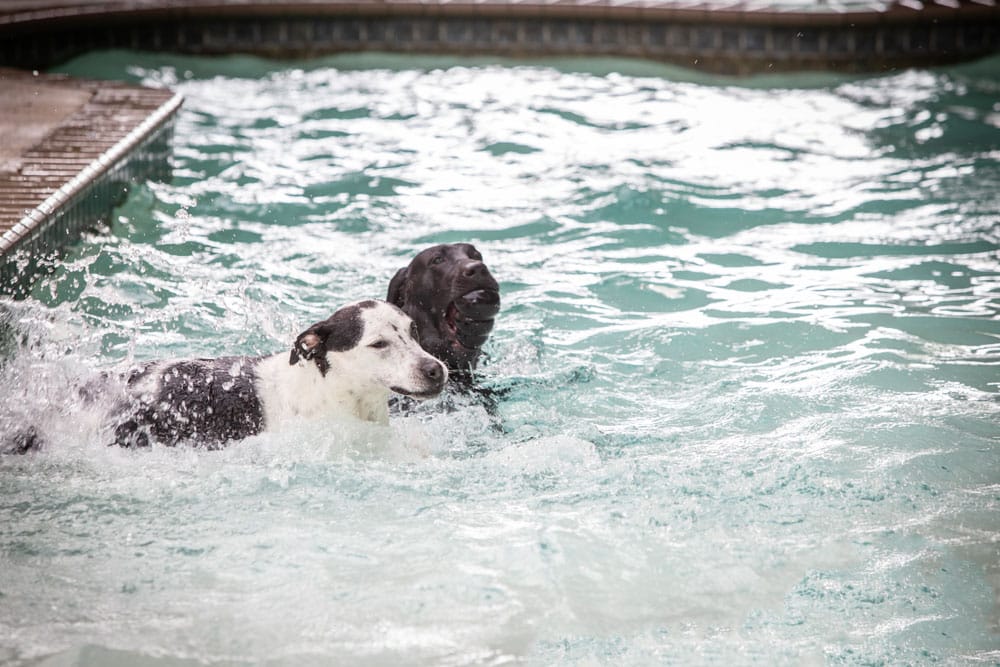 Two dogs swimming in a pool, creating splashes. One dog has a white and black coat, and the other dog has a solid black coat. They appear to be moving energetically through the water, with the edges of the pool visible in the background, as if under their vet’s watchful eye for exercise.