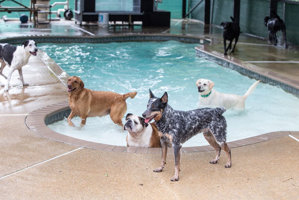 A group of dogs is playing around and inside a small swimming pool. The scene includes various breeds, with some dogs in the water and others standing on the wet pavement surrounding the pool. A veterinarian observes from outside the fenced-in area, ensuring everyone is safe.