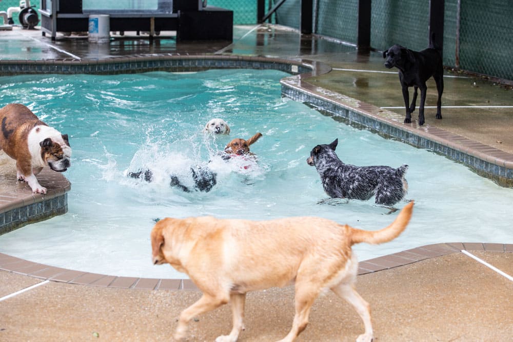 Dogs playing in a swimming pool on a rainy day. Several dogs are in the water splashing and playing with each other, while others walk around the pool's edge or stand observing. The area, supervised by a veterinarian, is enclosed by a green fence.