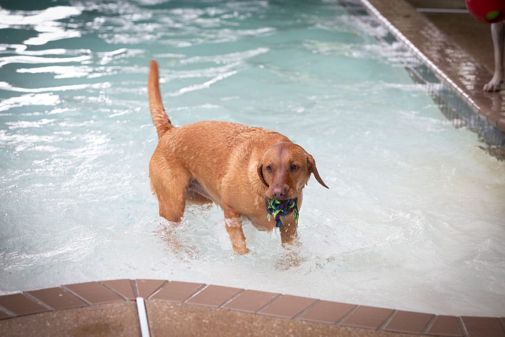 A brown dog stands in the shallow end of a pool, carrying a green and black toy in its mouth. The Labrador Retriever, with wet fur and a wagging tail, enjoys a sunny swim as if following the vet's advice for regular exercise. There is a tiled edge around the pool.