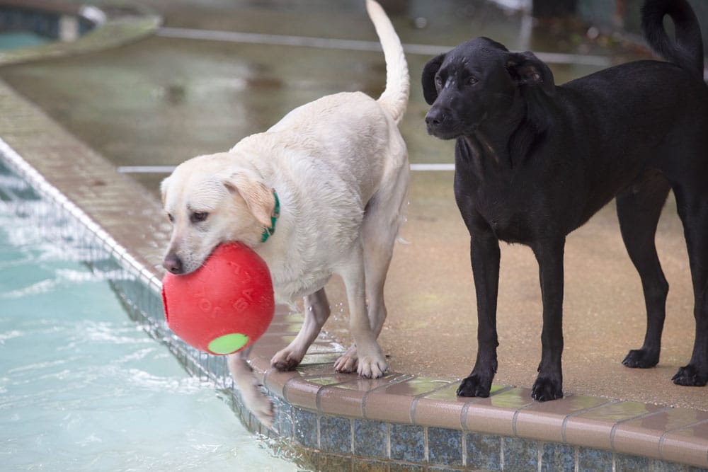 Two dogs stand at the edge of a swimming pool. The dog on the left, a light-colored Labrador Retriever, holds a red ball in its mouth while standing with one paw in the water. The dog on the right, a black Labrador Retriever, looks attentively at the other dog as though waiting for vet-approved play instructions.