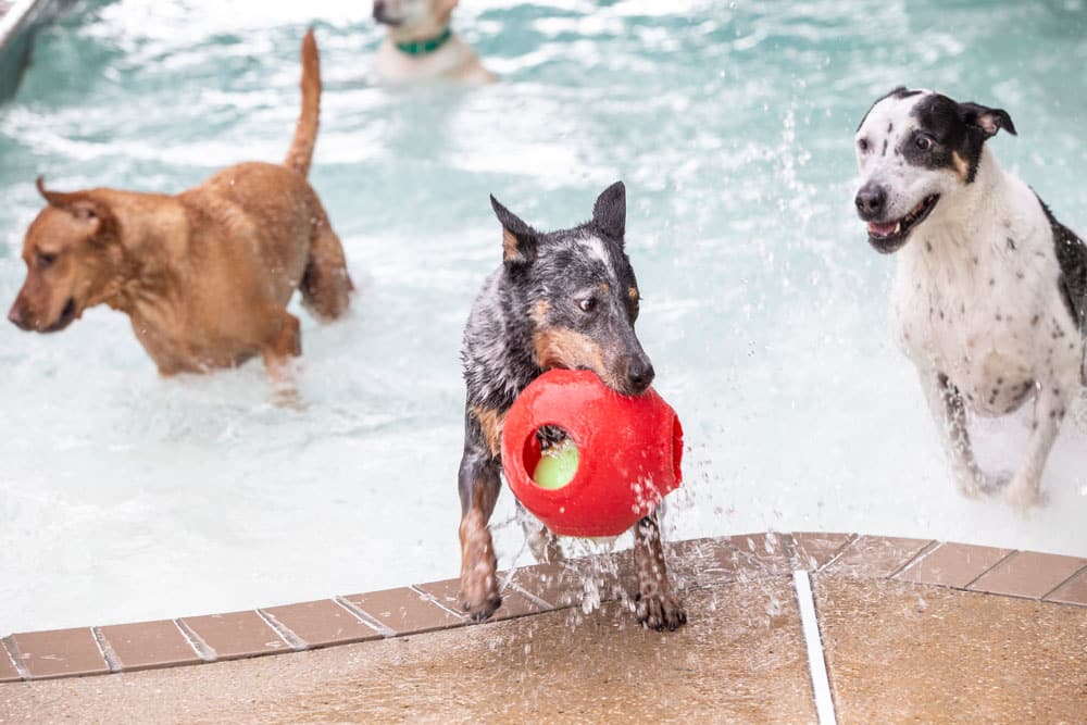 Three dogs are having fun in a swimming pool. One black and grey dog is climbing out while holding a red toy. A tan dog and a black and white dog are playing in the water. Splashes of water are visible, conveying excitement and movement—just what any vet would love to see for healthy, active pets!