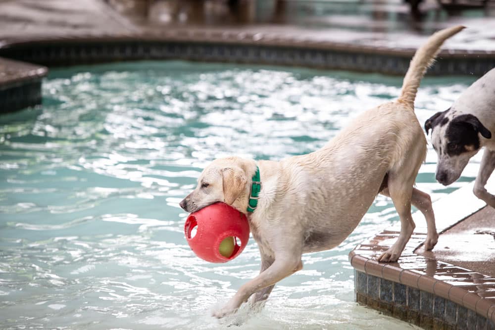 A yellow Labrador retriever with a green collar steps into a pool, holding a red ball with holes in its mouth. Nearby, another dog, predominantly white with black markings, stands on the pool's edge. The setting appears to be outdoors, possibly at a vet’s suggestion for exercise and fun.