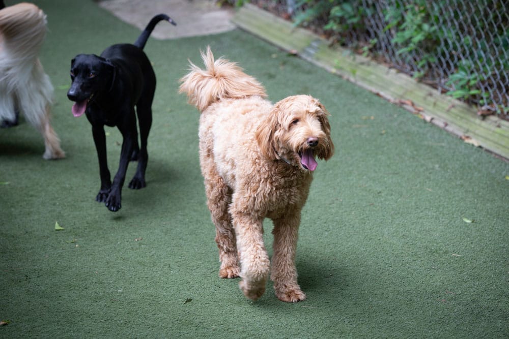 Two dogs are walking on a grass-like surface near a chain-link fence. The dog in the foreground is a fluffy, tan-colored breed, while the sleek black dog in the background trails behind. Their tongues are out as they appear happy and energetic, likely just having returned from a visit to the veterinarian.