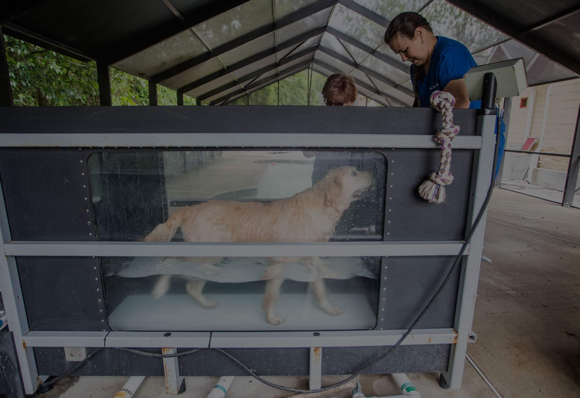 A dog is walking on an underwater treadmill in a covered outdoor area. Partially submerged in water within a glass-sided tank, the dog is observed by two people, one of whom appears to be a veterinarian. A rope toy is attached to the side of the tank.