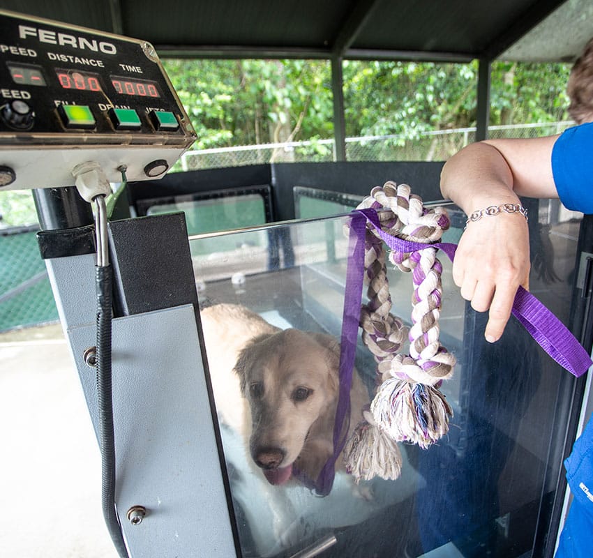 A golden retriever stands on a treadmill encased in a transparent enclosure as part of a veterinary rehabilitation exercise. A person in a blue shirt holds a purple braided dog toy outside the enclosure, while the vet monitors the control panel for the treadmill.