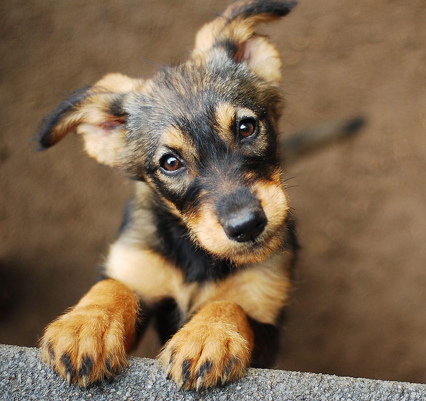 A small, brown and black puppy with floppy ears and expressive eyes is looking up with its front paws resting on a gray ledge. The background is a blurred earthy tone, which makes the pup's fur colors stand out. This adorable scene would melt any veterinarian's heart.